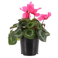 Cyclamen Large Flower Pink 13cm Pot Bedding 