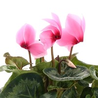 Cyclamen Large Flower Light Pink 13cm Pot Bedding 