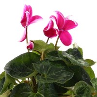 Cyclamen Large Flower Pink & White 13cm Pot Bedding 