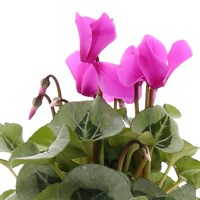 Cyclamen Large Flower Purple 13cm Pot Bedding 