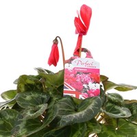 Cyclamen Large Flower Red 13cm Pot Bedding 