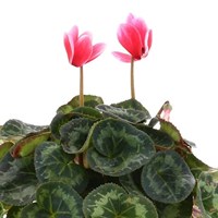 Cyclamen Large Flower Red & White 13cm Pot Bedding 