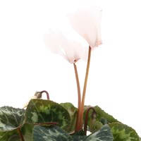 Cyclamen Large Flower White 13cm Pot Bedding 