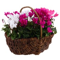 Cyclamen Large Wicker Bedding Basket
