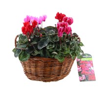 Cyclamen Medium Round Wicker Bedding Basket