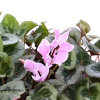 Cyclamen Silverado Purple Shades Mix 6 Pack Boxed Bedding