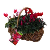 Cyclamen Small Wicker Bedding Basket