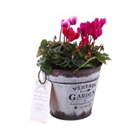 Cyclamen Vintage Tin Bedding Decorative Planter