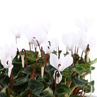 Cyclamen White 6 Pack Boxed Bedding