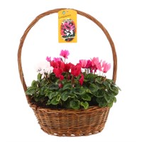 Cyclamen Wicker Bedding Basket Medium 