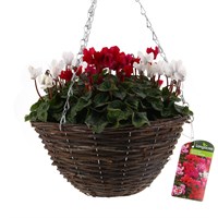 Cyclamen Wicker Hanging Basket 12''