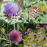 Cynara Perennial Set - Mixed Colours - 5 x 9cm Pots
