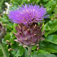 Cynara scolymus Perennial Plant 9cm - Set of 3