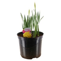 Daffodil King Alfred 10L Pot Bedding Bulbs