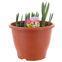 Daffodil Mixed 6.5L Potted Bulbs Bedding 