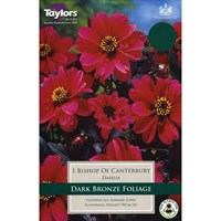 Taylors Bulbs Dahlia Bishop Of Canterbury (Single Pack) (TS462)