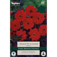 Taylors Bulbs Dahlia Bishop Of Llandaff (Single Pack) (TS302)