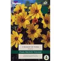 Taylors Bulbs Dahlia Bishop Of York (Single Pack) (TS317)