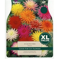 Taylors Bulbs Dahlia Cactus Mixed (3 Pack) (XL541)