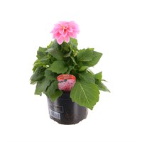 Dahlia Dahlieta Pink 13cm Pot Bedding