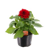 Dahlia Dahlieta Red 13cm Pot Bedding