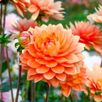 Dahlia Dalina Maxi Apricot Perennial Plant 2L Pot - Set of 3