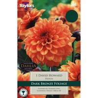 Taylors Bulbs Dahlia David Howard (Single Pack) (TS305)