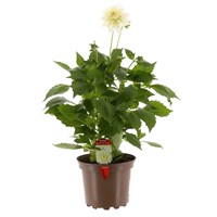 Dahlia Grande 2L Pot Bedding
