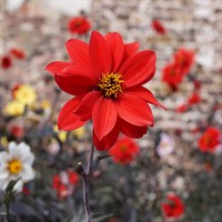 Dahlia Happy Days Cherry Red Perennial Plant 2L Pot - Set of 3