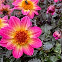 Dahlia Happy Days Fuchsia Halo 2L Pot - Set of 3