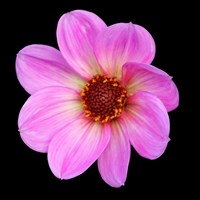 Dahlia Happy Days Pink Perennial Plant 2L - Set of 3