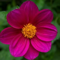 Dahlia Happy Days Purple Perennial Plant 2L Pot - Set of 3