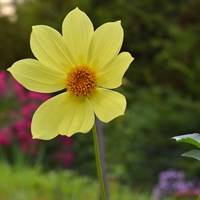 Dahlia Happy Days Yellow 2L Pot - Set of 3