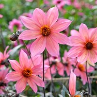 Dahlia Hawaiian Sunrise Perennial Plant 2L Pot - Set of 3