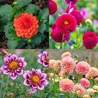Dahlia Perennial Set - Mixed Colours - 3 x 2L Pots