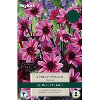 Taylors Bulbs Dahlia Pretty Woman (Single Pack) (TS439)