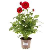 Dahlia Red 2L Pot Bedding
