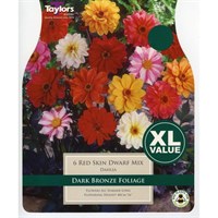 Taylors Bulbs Dahlia Red Skin (5 Pack) (XL536)