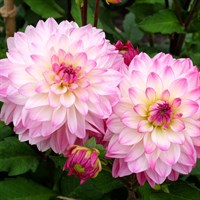 Dahlia Sincerity Bicolour Rose Perennial Plant 2L Pot - Set of 3