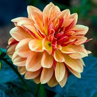 Dahlia Sincerity Bronze Perennial Plant 2L Pot - Set of 3