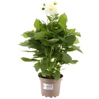 Dahlia White 2L Pot Bedding
