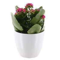 Dark Pink Kalanchoe Houseplant in White Ceramic Pot