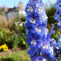 Delphinium Delph Light Blue White Bee 2L Pot - Set of 3