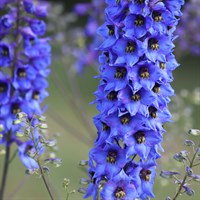 Delphinium Delphina Dark Blue Black Bee Perennial Plant 2L Pot - Set of 3
