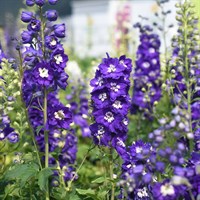Delphinium Delphina Dark Blue White Bee Perennial Plant 2L Pot - Set of 3