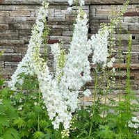 Delphinium Excalibur Pure White Perennial Plant 2L Pot - Set of 3