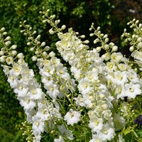 Delphinium Magic Fountains White Perennial Plant 2L Pot - Set of 3