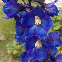 Delphinium Pac King Arthur Perennial Plant 9cm Pot - Set of 3