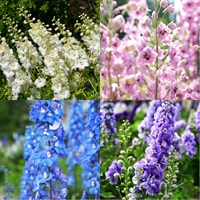 Delphinium Perennial Set - Mixed Colours - 5 x 9cm Pots