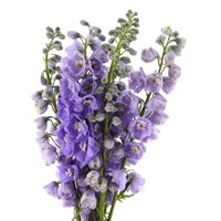 Delphinium (x 5 Individual Stems) - Lilac
